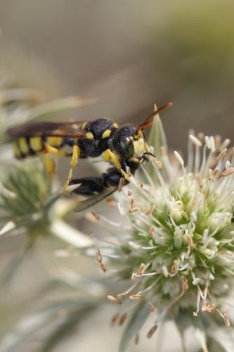 Cerceris sabulosa